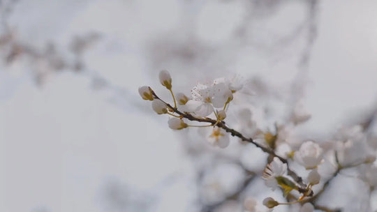 Alertă Horticolă Ianuarie 2026: Noile Restricții UE la Pesticide și Cum Salvăm Pomii în Iarna Caldă