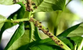 Ouă de Dăunători & Păduchi