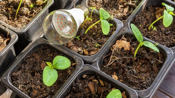 Căderea Plăntuțelor